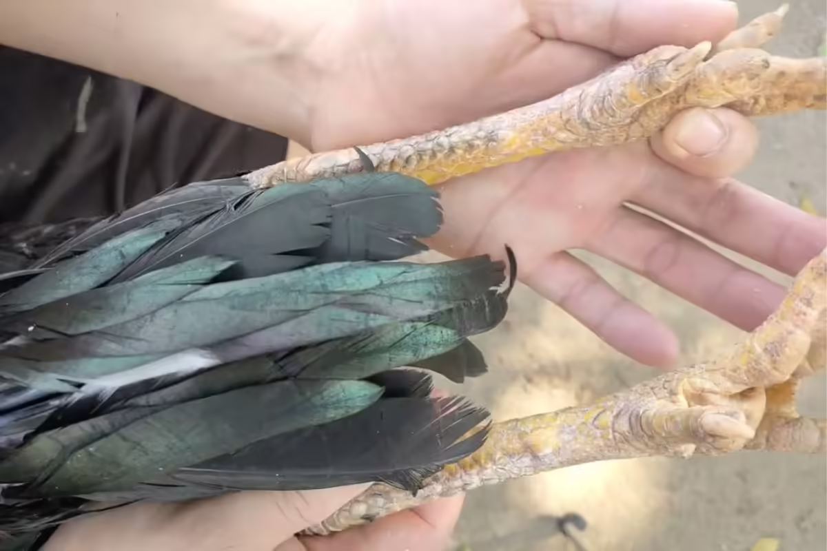 Vảy gà giúp làm tăng giá trị của chiến kê khi thi đấu