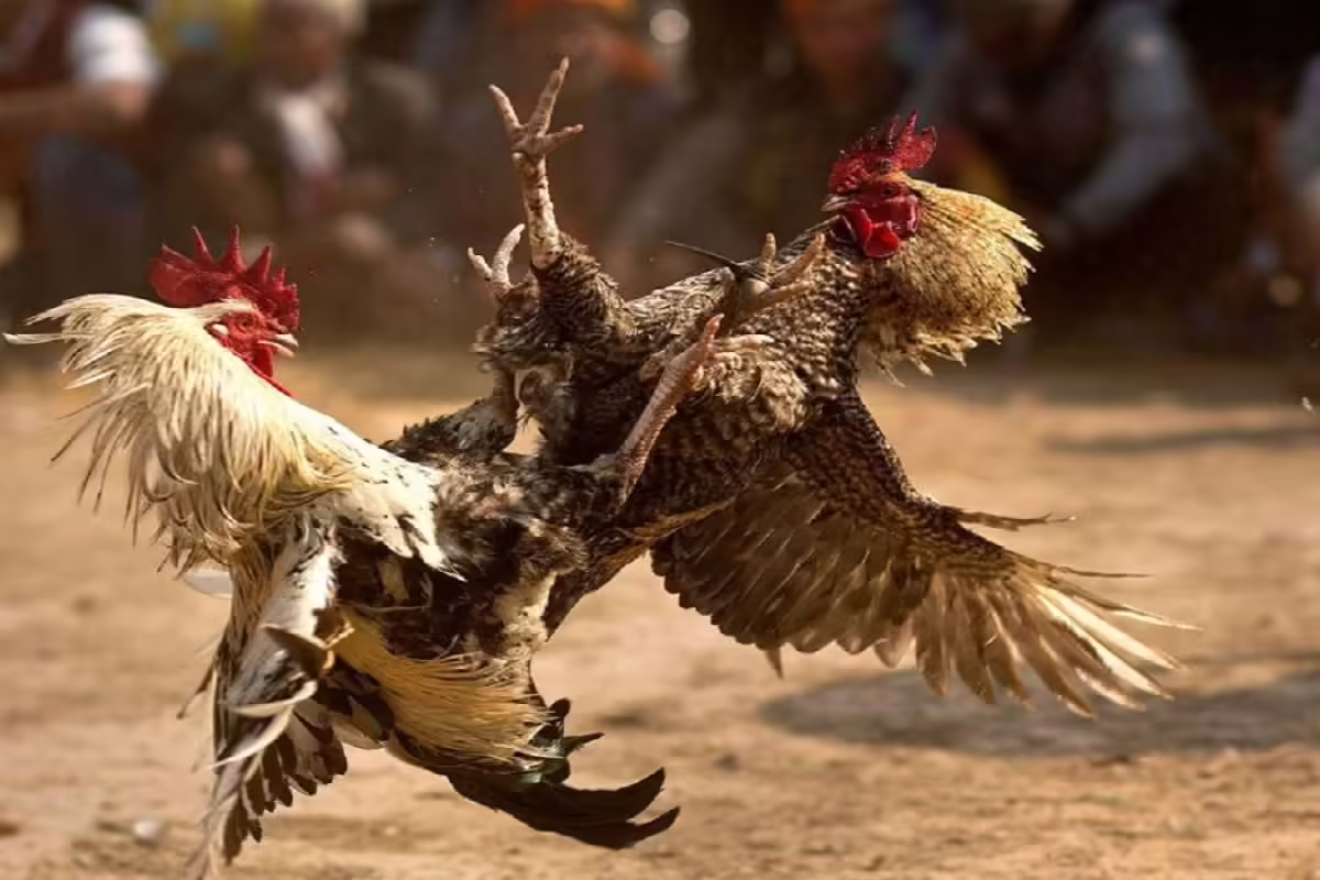 Đá gà Campuchia là những trận chiến siêu thú vị