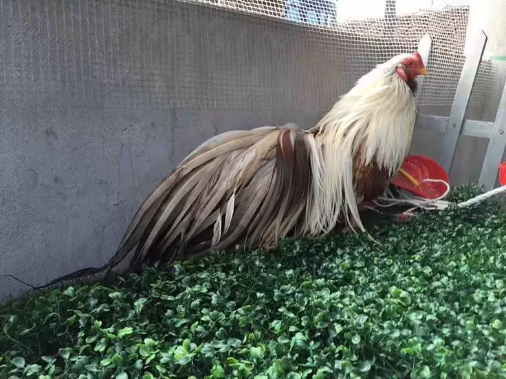 Cân đối dinh dưỡng khi học cách chăm gà chọi